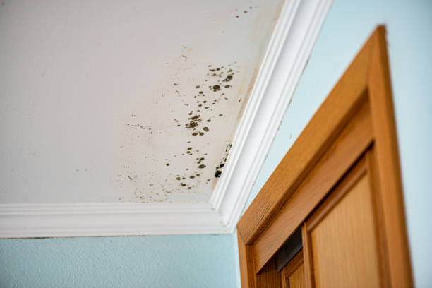 Best Certified Mold Removal  in Rising Sun, MD