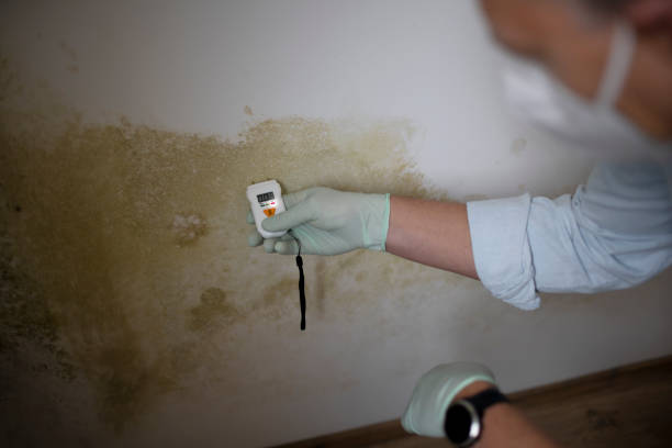 Professional Mold Removal in Rising Sun, MD