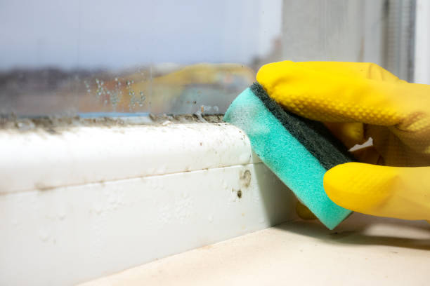 Best Attic Mold Removal  in Rising Sun, MD