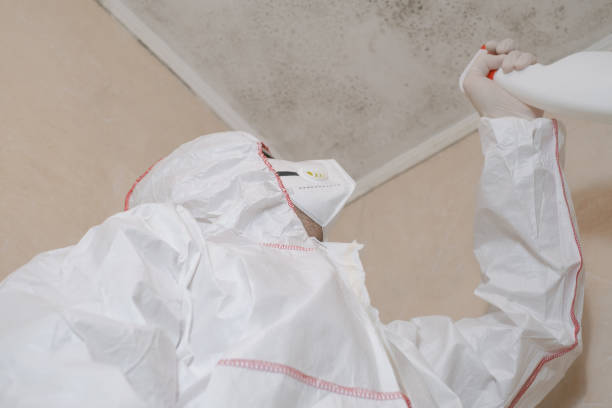 Best Commercial Mold Removal  in Rising Sun, MD