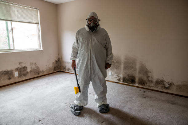 Certified Mold Removal in Rising Sun, MD