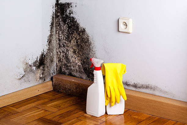 Best Mold Removal Process  in Rising Sun, MD