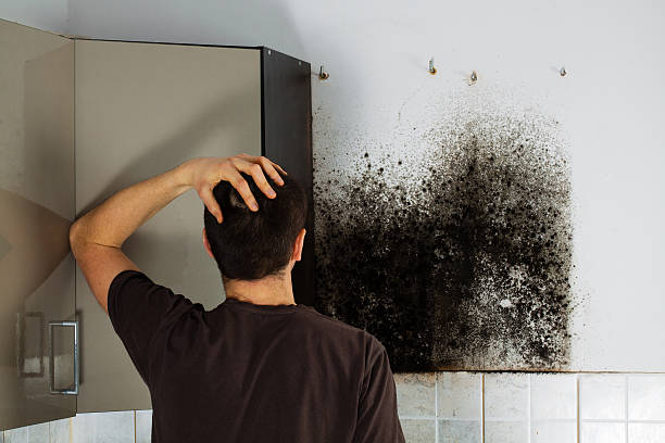 Best Commercial Mold Removal  in Rising Sun, MD