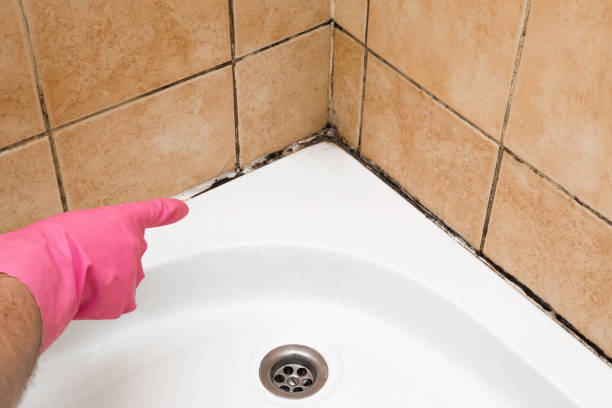 Best Residential Mold Removal  in Rising Sun, MD